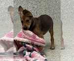 Small #3 Mutt