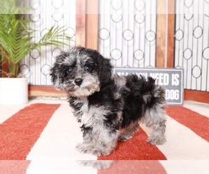 Poodle (Toy) Puppy for sale in NAPLES, FL, USA
