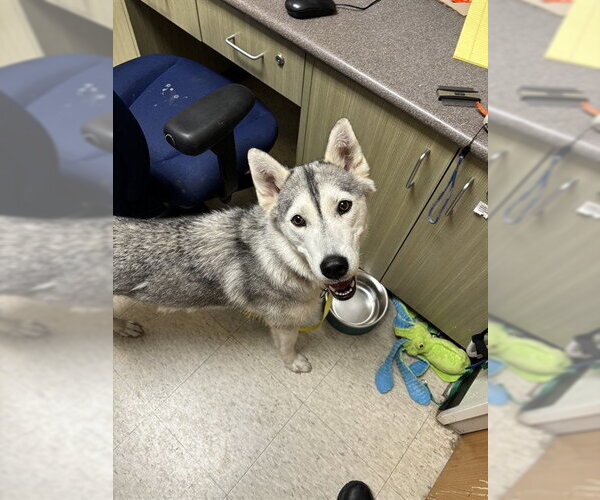 Medium Photo #1 Siberian Husky Puppy For Sale in Plano, TX, USA