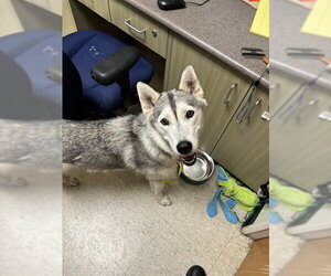 Siberian Husky Dogs for adoption in Plano, TX, USA