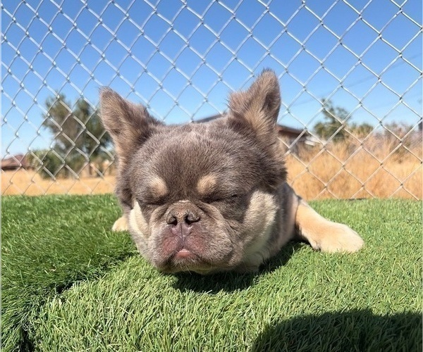 Medium Photo #23 French Bulldog Puppy For Sale in SAN JOSE, CA, USA