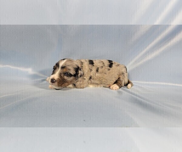 Medium Photo #6 Bernedoodle (Miniature) Puppy For Sale in BLACK FOREST, CO, USA