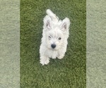 Small Photo #2 West Highland White Terrier Puppy For Sale in PHOENIX, AZ, USA