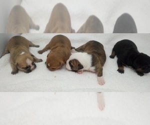 English Bulldog Puppy for sale in DOS PALOS, CA, USA