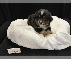 Miniature Australian Shepherd Puppy for sale in NEW MADISON, OH, USA