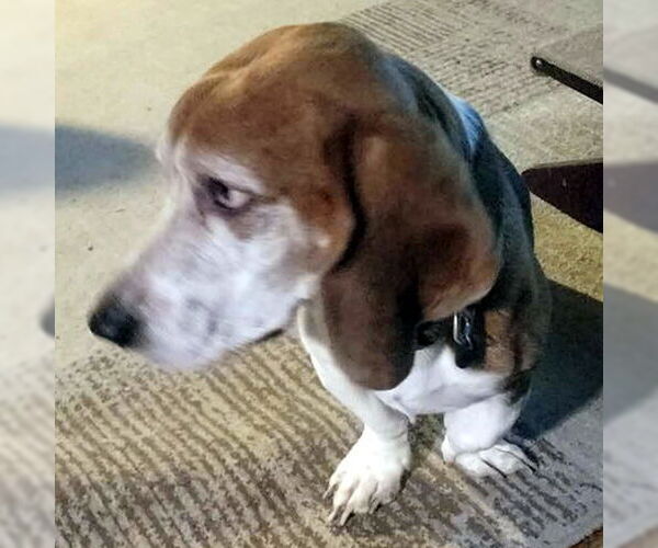Medium Photo #3 Bagle Hound Puppy For Sale in Deepwater, NJ, USA