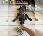 Small Photo #1 Great Dane Puppy For Sale in Goodyear, AZ, USA