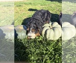 Litter of 3 - Male Bernedoodle-Poodle (Miniature) MixLitter of Puppies for Sale - Photo #2