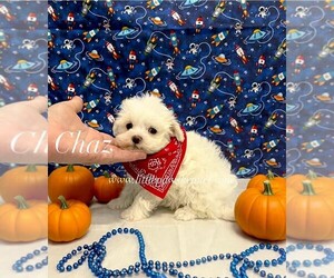 Maltese Puppy for sale in WINNSBORO, LA, USA