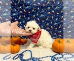 Image preview for Ad Listing. Nickname: Chaz