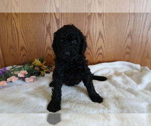 Poodle (Standard) Puppy for sale in TERRE HAUTE, IN, USA