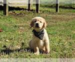 Small Photo #5 Golden Retriever Puppy For Sale in ATHENS, GA, USA