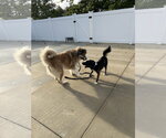 Small Photo #2 Great Pyrenees Puppy For Sale in Lancaster, PA, USA