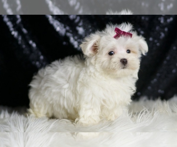 Medium Photo #4 Maltese Puppy For Sale in WARSAW, IN, USA