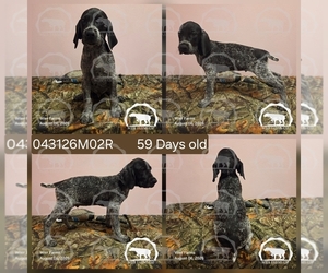 Medium German Shorthaired Pointer