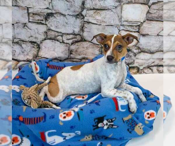 Medium Photo #5 Jack Russell Terrier-Unknown Mix Puppy For Sale in Kennesaw, GA, USA