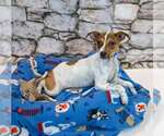Small #4 Jack Russell Terrier Mix