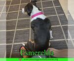 Small #2 American Pit Bull Terrier Mix