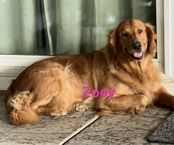 Medium Photo #1 Golden Retriever Puppy For Sale in FRESNO, CA, USA