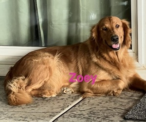 Mother of the Golden Retriever puppies born on 08/26/2026