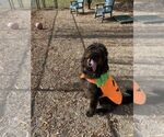 Small #11 Labradoodle