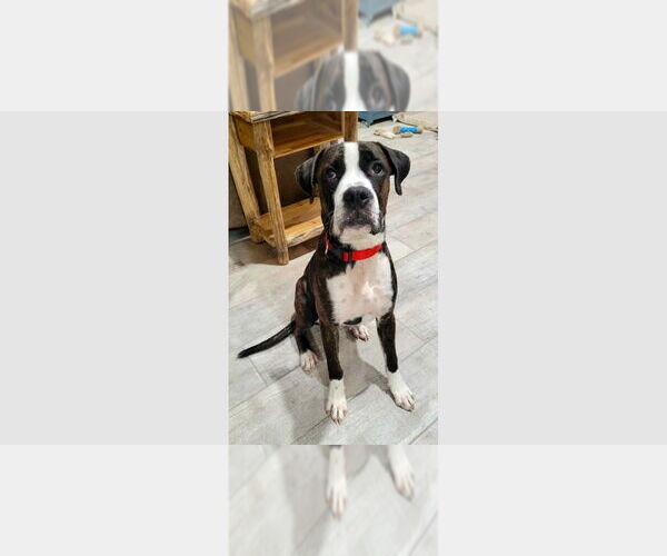 Medium Photo #1 Boxer Puppy For Sale in Austin, TX, USA