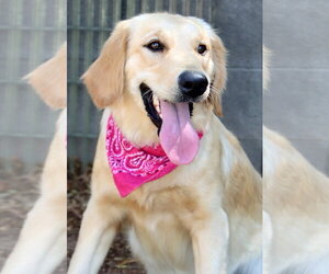 English Setter-Golden Retriever Mix Dogs for adoption in Glendale , AZ, USA