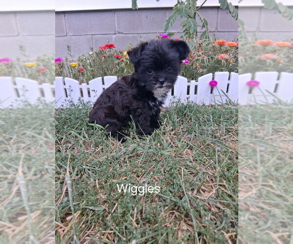 Medium Photo #2 Shorkie Tzu Puppy For Sale in MOUNT PLEASANT, MI, USA