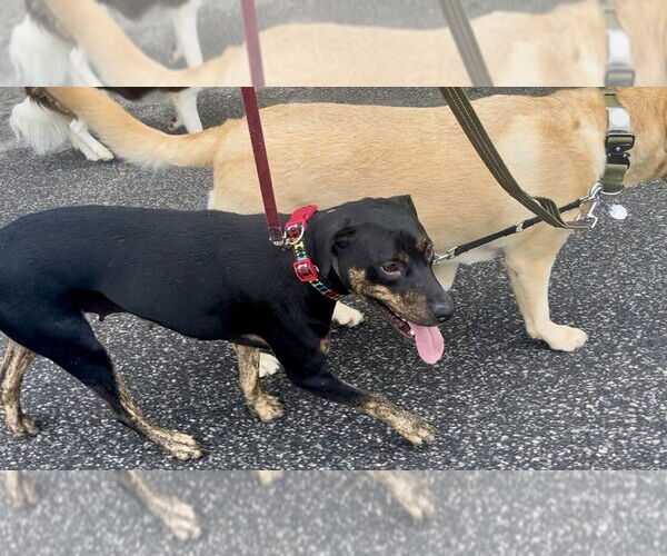 Medium Photo #2 Mutt Puppy For Sale in Mooresville, NC, USA