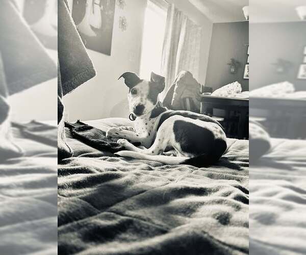 Medium Photo #2 Feist Terrier-Labrador Retriever Mix Puppy For Sale in GILBERTS, IL, USA