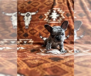 French Bulldog Puppy for sale in CANON CITY, CO, USA