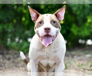 American Staffordshire Terrier-Unknown Mix Dogs for adoption in Tavares, FL, USA