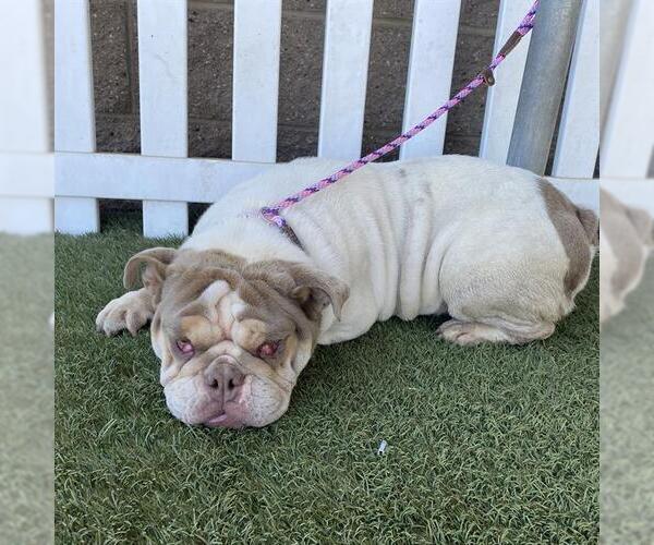 Medium Photo #1 Bulldog Puppy For Sale in Modesto, CA, USA