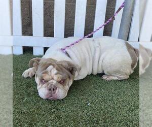 Bulldog Dogs for adoption in Modesto, CA, USA