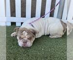 Small Bulldog