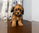 Image preview for Ad Listing. Nickname: Shipoo puppies