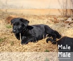 Small Photo #5 German Shepherd Dog Puppy For Sale in ELLENBORO, NC, USA