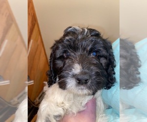 Cockapoo Puppy for sale in ARLINGTON, WA, USA