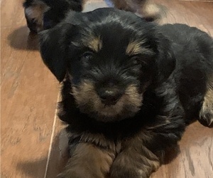 Yorkshire Terrier Puppy for Sale in ROSEVILLE, California USA