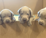 Small Photo #13 Labrador Retriever Puppy For Sale in OUTLOOK, WA, USA