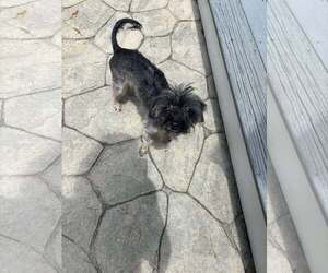 Poodle (Miniature) Dogs for adoption in Spring Lake, NC, USA