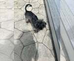 Small Poodle (Miniature)