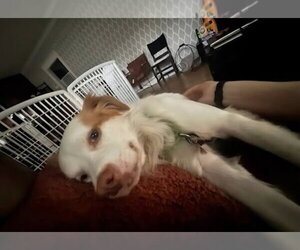 Ringo - Adopt Me! - Male Mutt Dog for Adoption - Photo #16