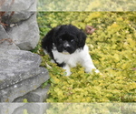 Small #2 Cavachon