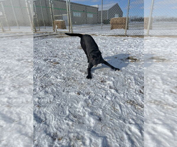 Medium Photo #3 American Staffordshire Terrier-Labrador Retriever Mix Puppy For Sale in Pierceton , IN, USA