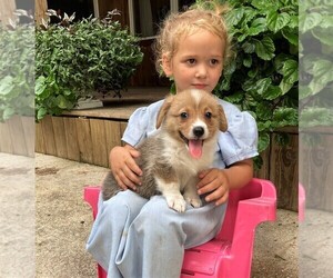 Pembroke Welsh Corgi Puppy for sale in NORWOOD, MO, USA