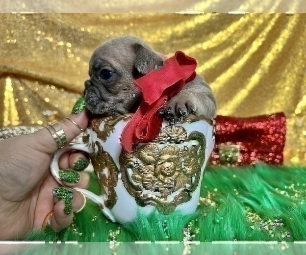 Medium Photo #90 French Bulldog Puppy For Sale in HAYWARD, CA, USA