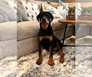 Medium Rottweiler