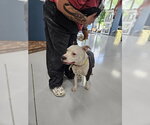 Small Mutt