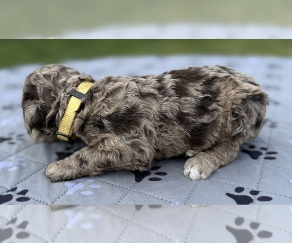 Medium Photo #26 Goldendoodle Puppy For Sale in HOWARD CITY, MI, USA